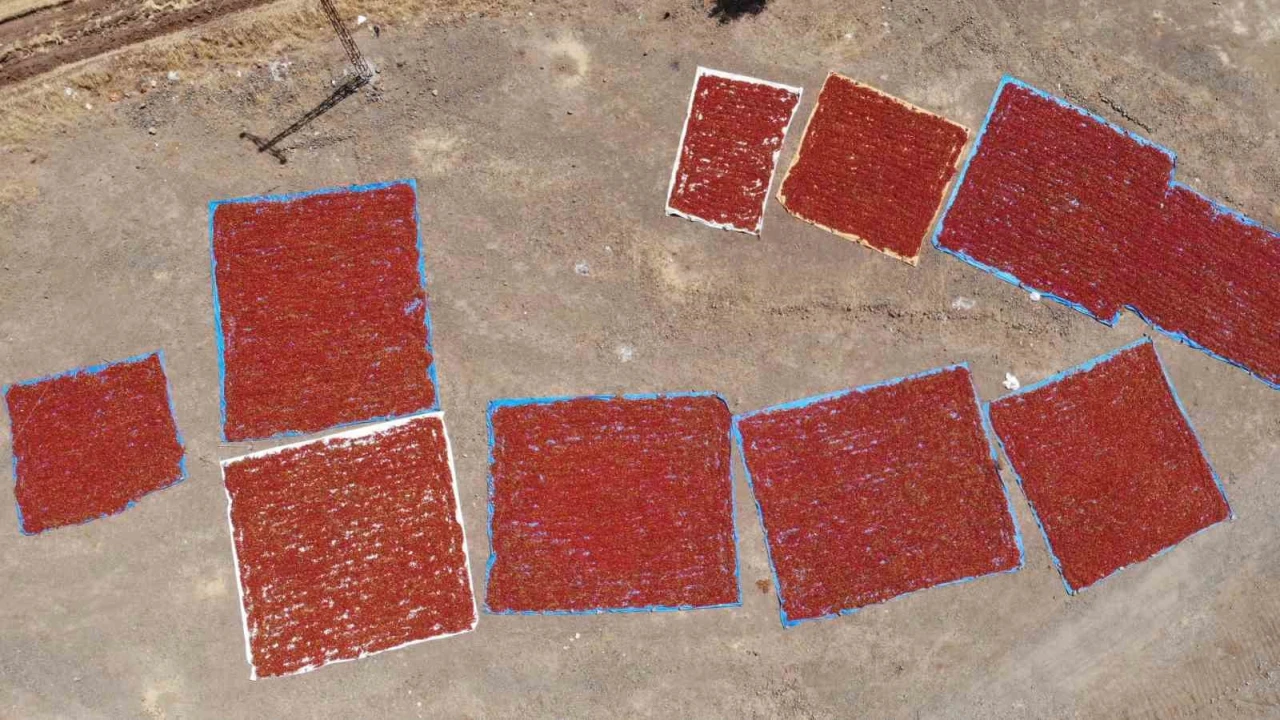 Kahramanmaraşta coğrafi işaretli biberde hasat başladı