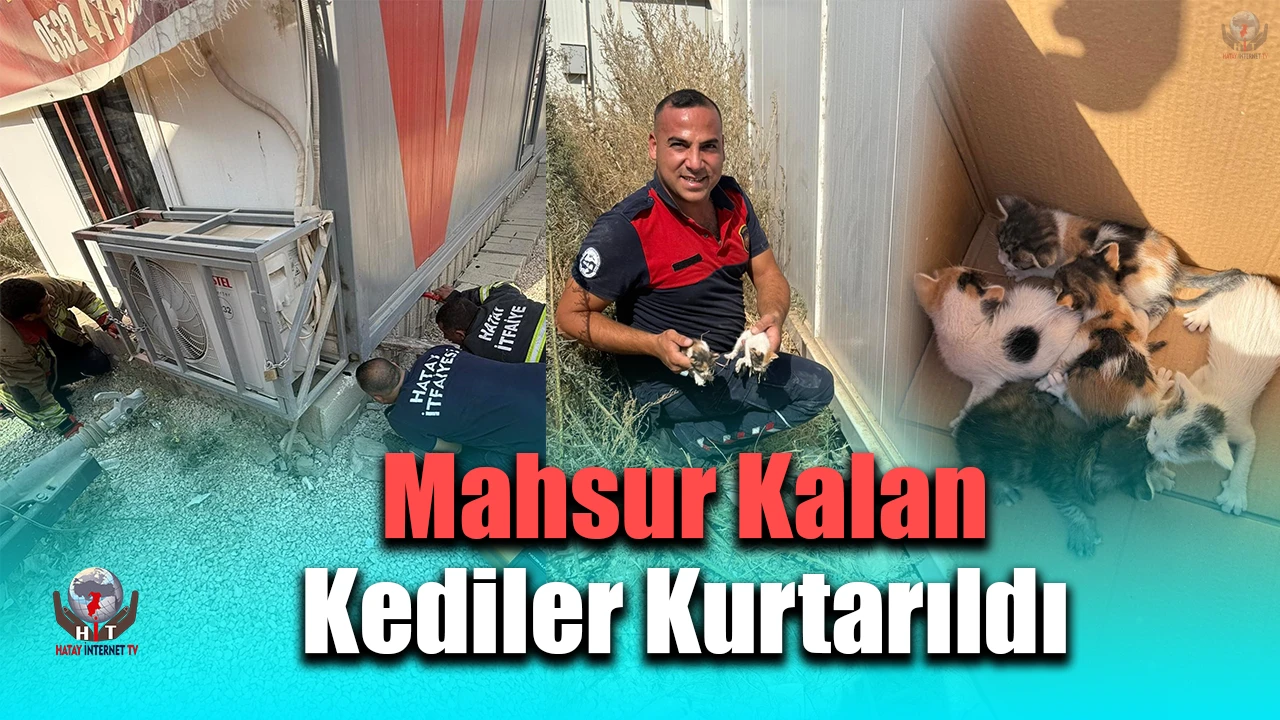 Konteynerin altında mahsur kalan kedileri itfaiye kurtardı