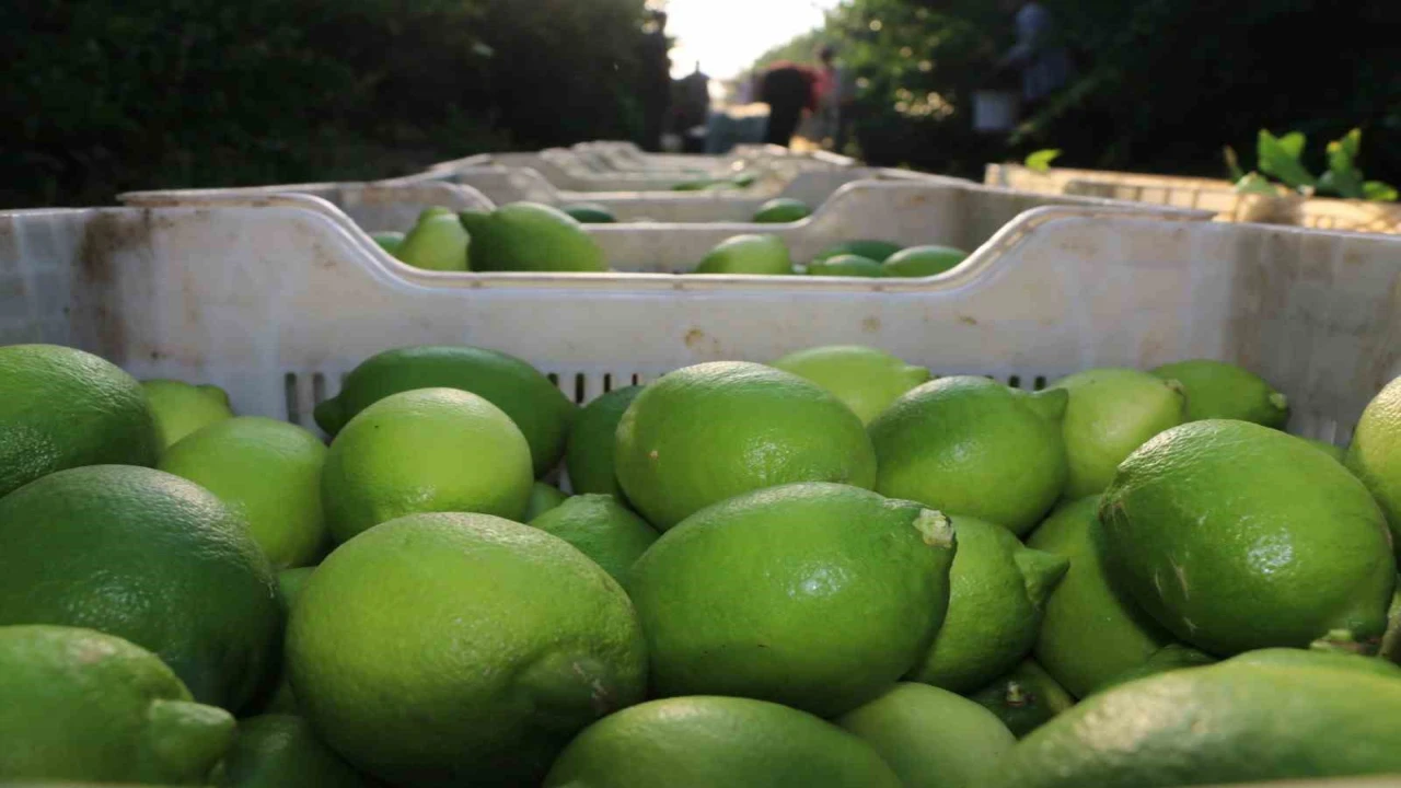 Limon hasadı 25 ve 27 Eylül tarihlerinde başladı