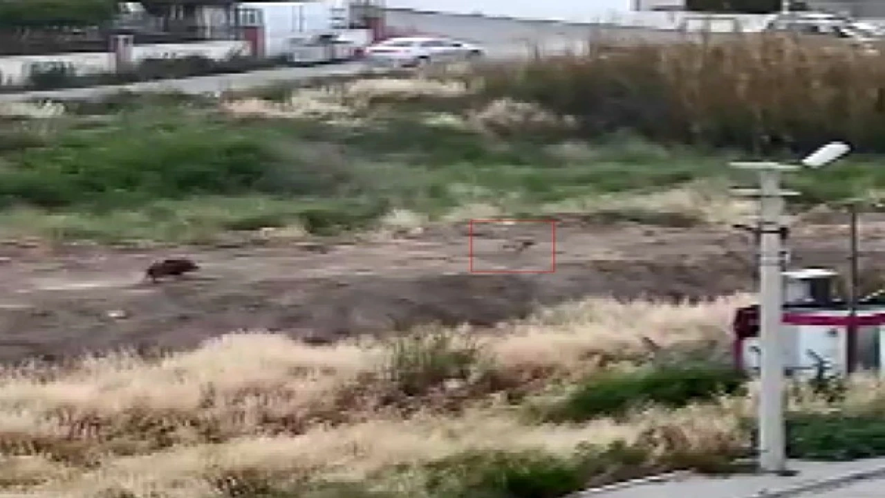 Mersinde domuz sürüsü köpeği kovaladı: O anlar kamerada