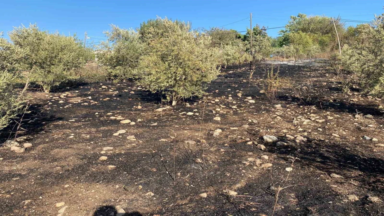 Osmaniyede zeytinlik alanda çıkan yangın paniğe neden oldu