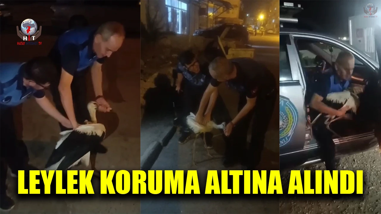 Reyhanlıda bitkin halde bulunan leylek, zabıta ekiplerince koruma altına alındı