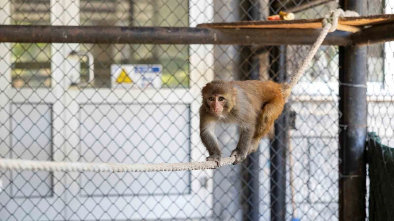 Şiddet mağduru maymun Mersinde koruma altına alındı