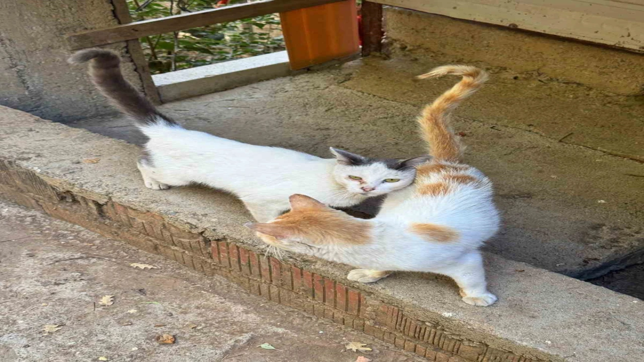 Tarım Müdürlüğünden mikroçip zorunluluğu uyarısı