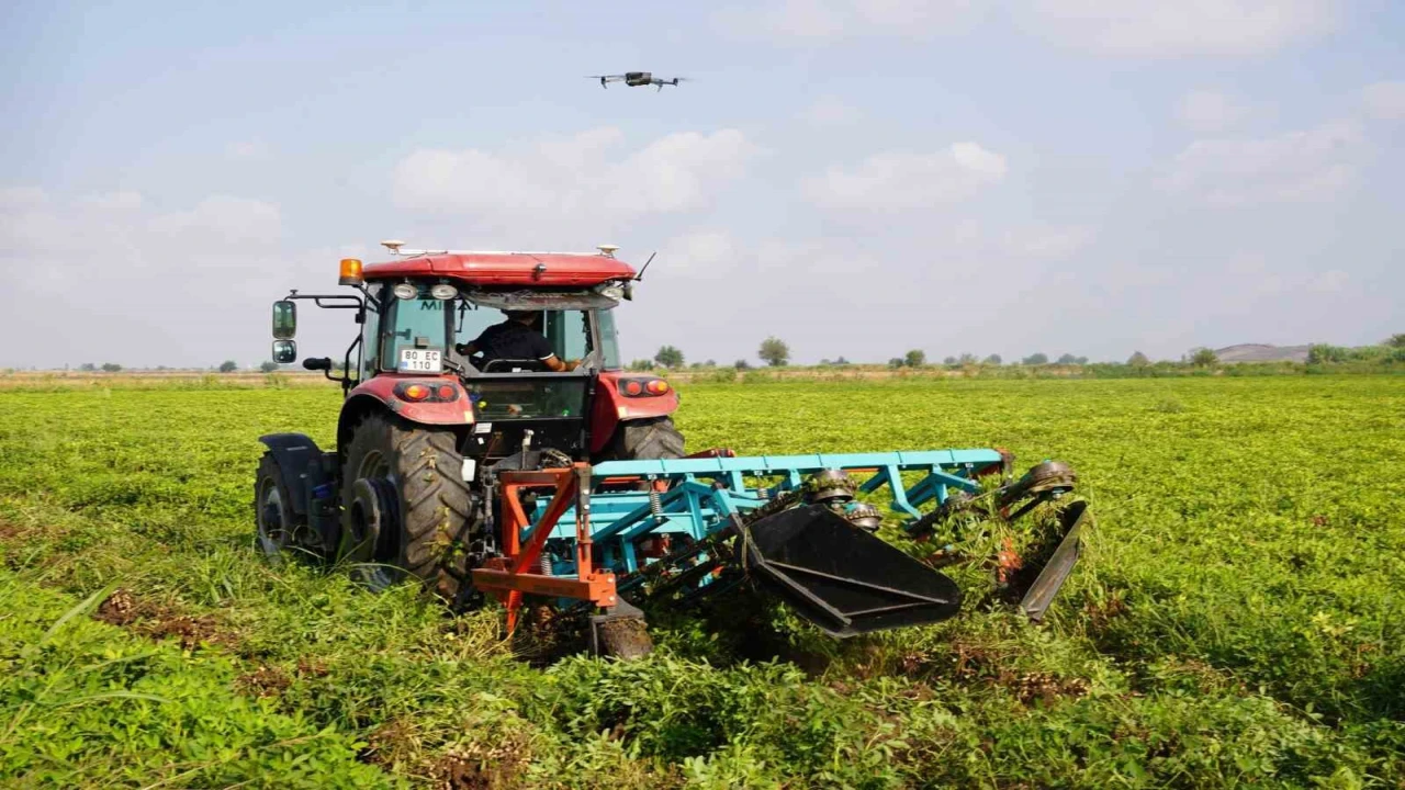 Türkiyenin yer fıstığı üretim merkezi Osmaniyede, bu yıl 52 bin ton rekolte bekleniyor