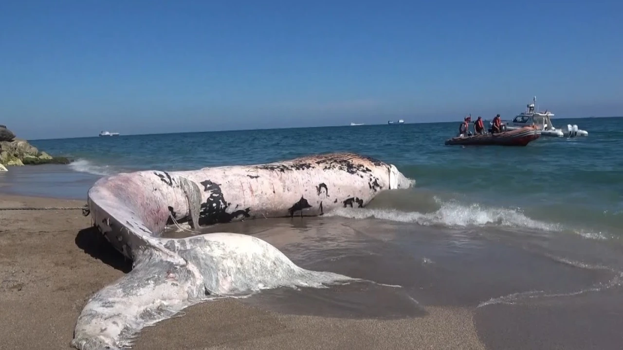 Yaklaşık 16 metre: 4 yıl önce gömülen Balinanın iskeleti bilimsel kazıyla çıkarılacak