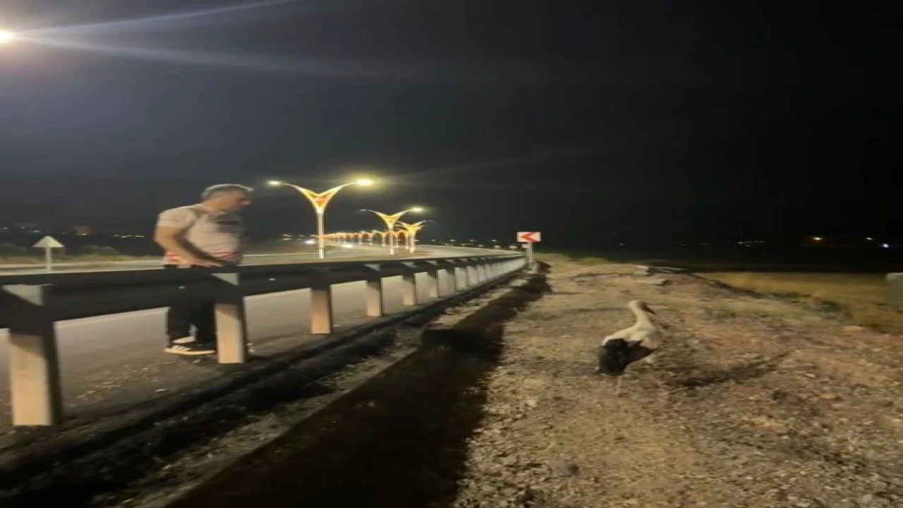 Yaralı leyleklere Başkan Çenetten şefkat eli