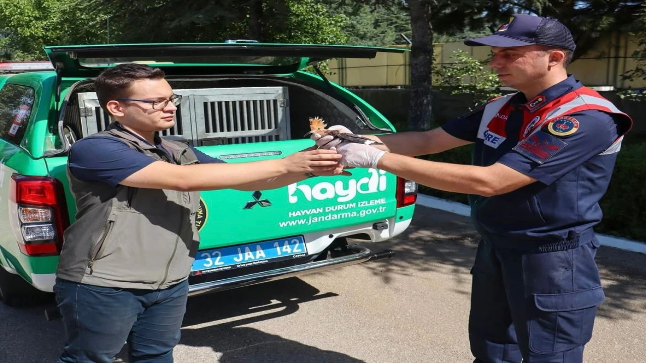 Yaralı olarak bulunan İbibik kuşu jandarma sayesinde yaşama tutundu