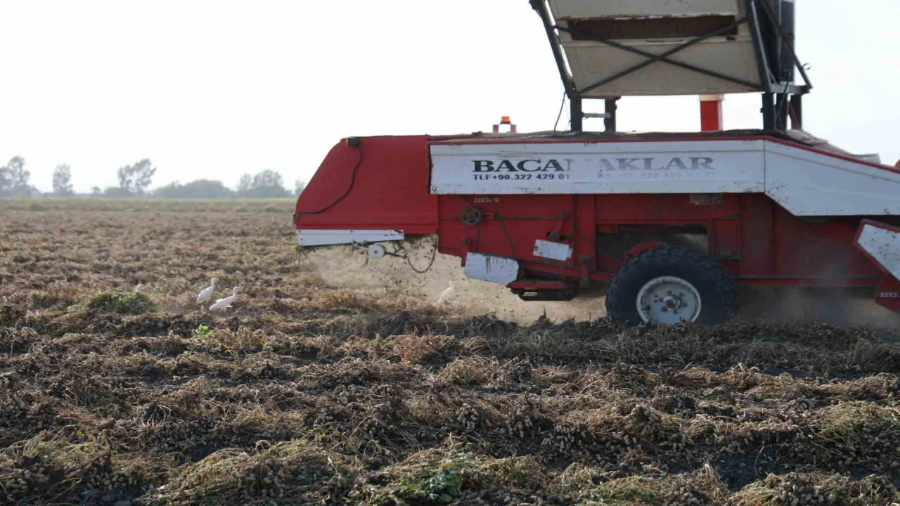 Yer fıstığında hasat: Üreticinin yüzü güldü, kuşlar da şölene katıldı