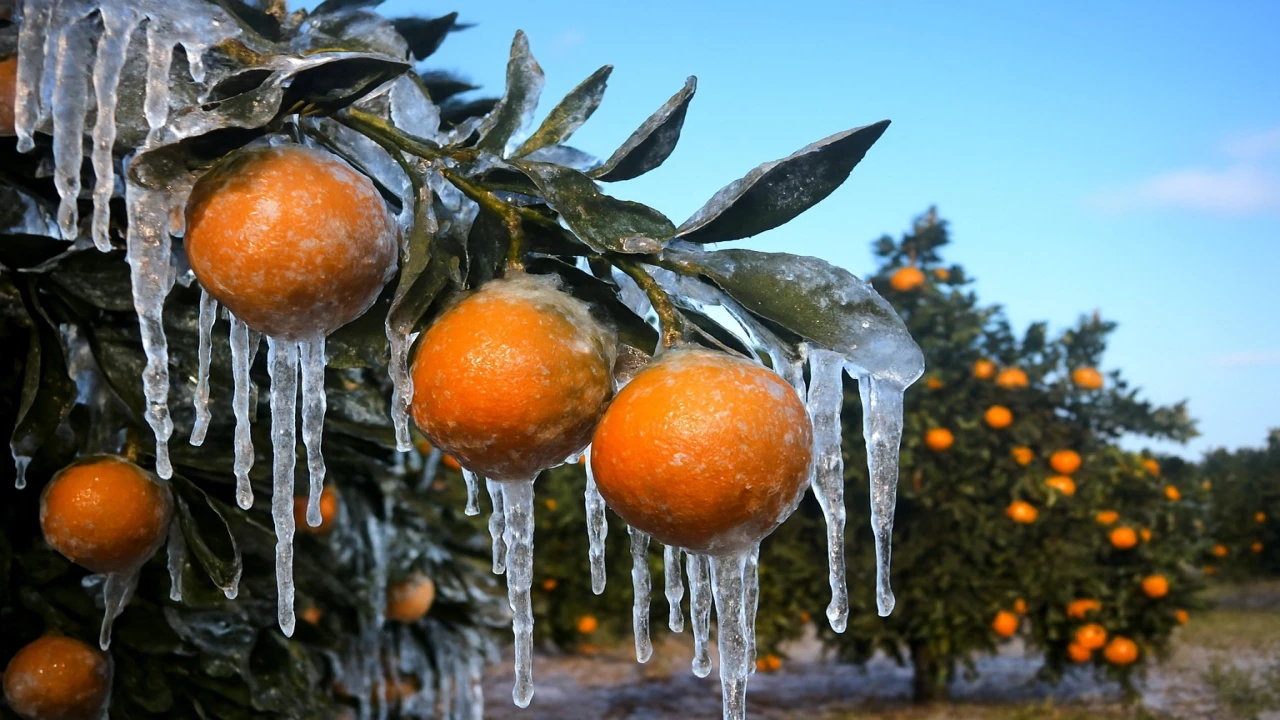 Adanada üreticilere 717 milyon TL zirai don ödemesi