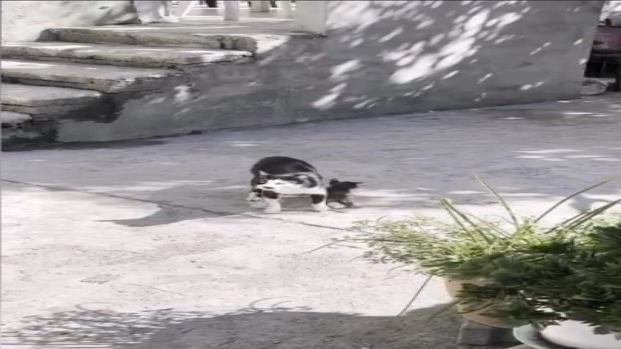 Anne kedinin çukur başındaki nöbeti duygulandırdı