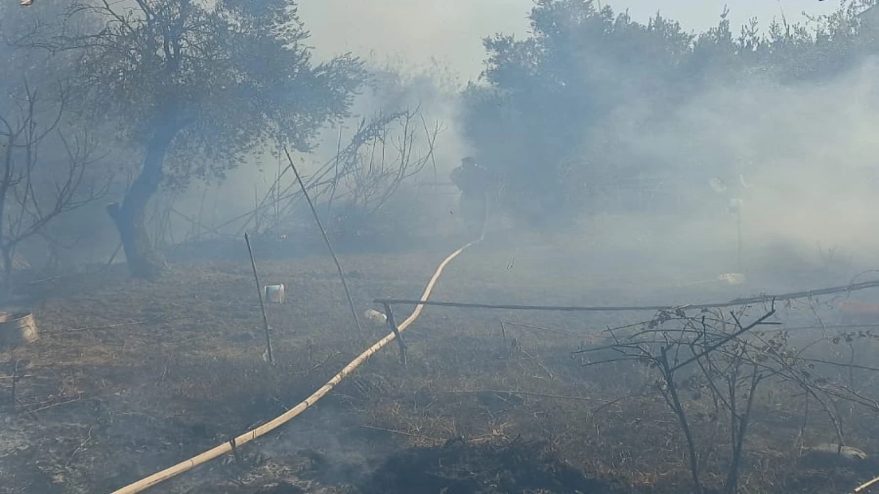 Antakyada zeytinlik alanda yangın