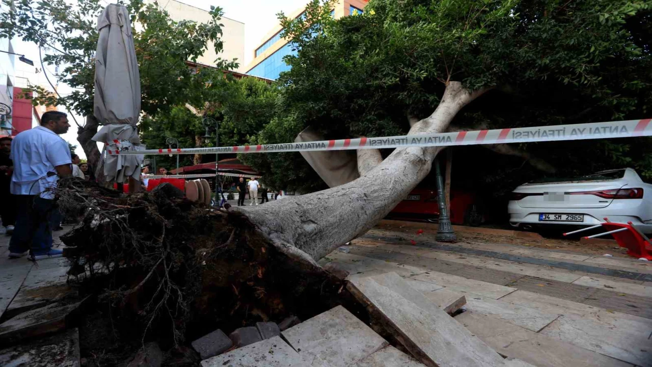 Antalyada faciadan dönüldü: Araçların üzerine devrilen ağacın altında kalmaktan son anda kurtuldu