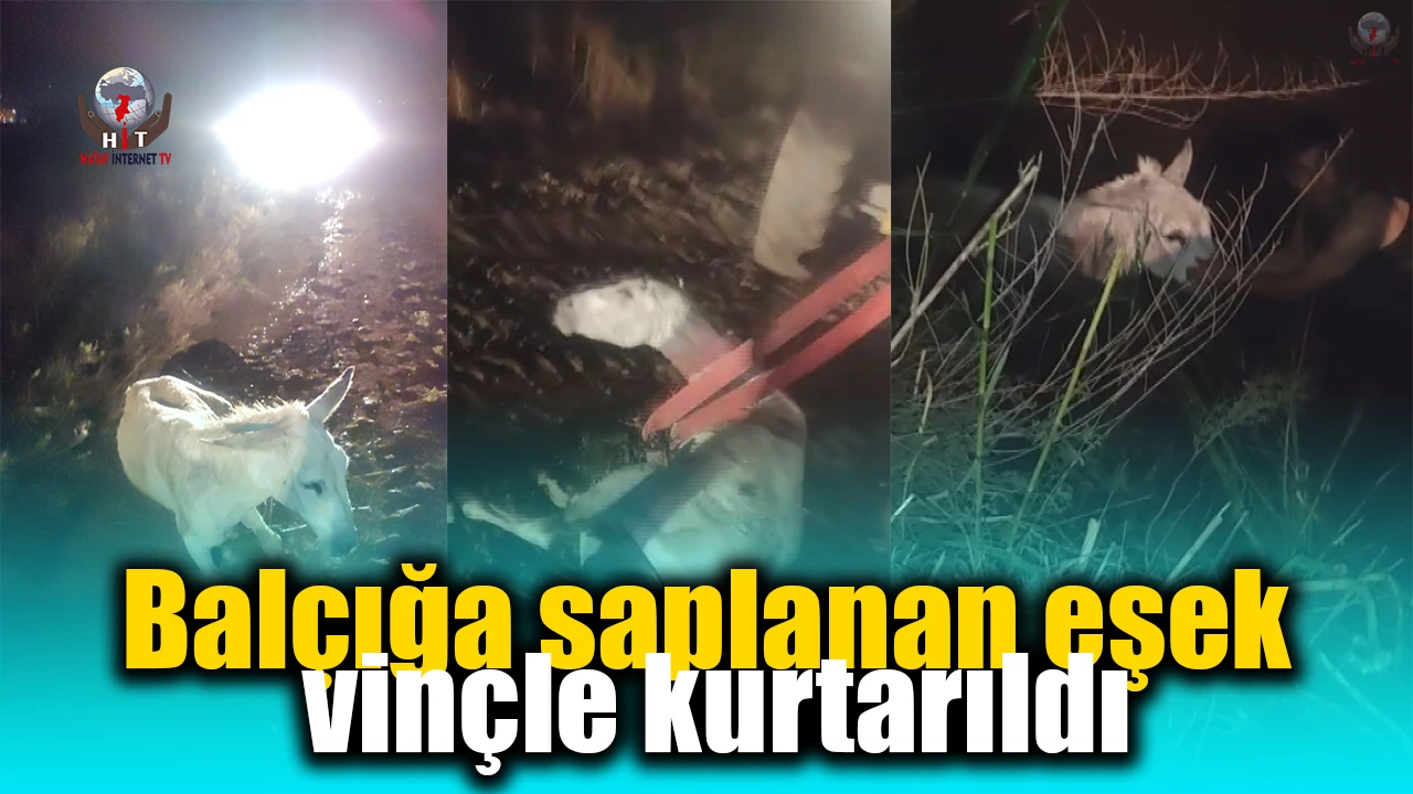 Balçığa saplanan eşek vinçle kurtarıldı
