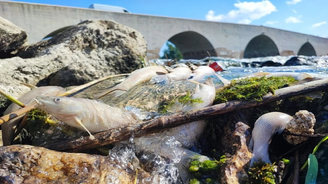 Ceyhan Nehrindeki kirlilik balıkları telef etti