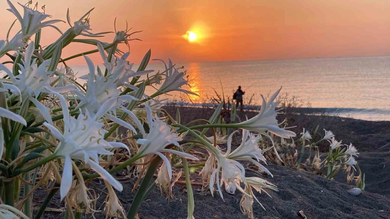 Cezası 2 milyon 800 bin TLye kadar çıkıyor: Akdenizin güzelliği kum zambakları koruma altına alındı