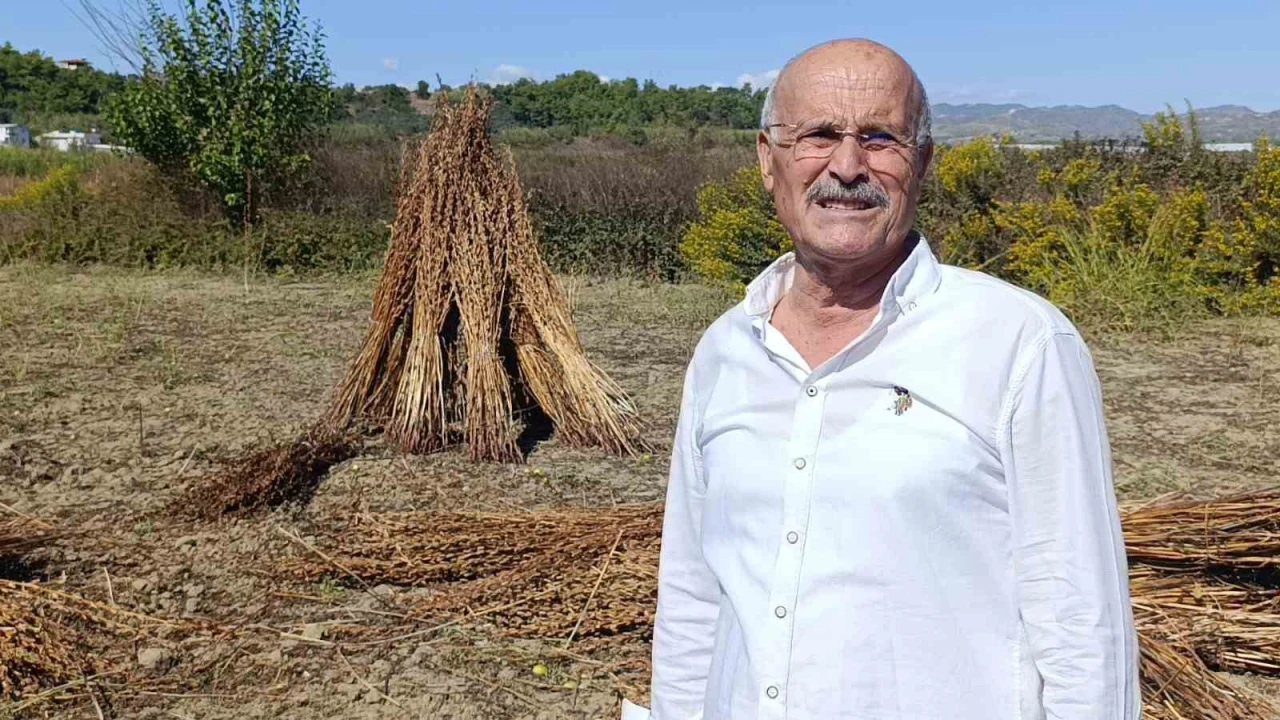 Coğrafi işaret tescilli Altın Susama hırsız dadandı