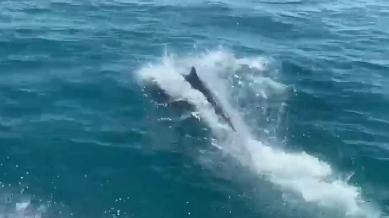 Deniz polisinin devriyesine Yunuslareşlik etti