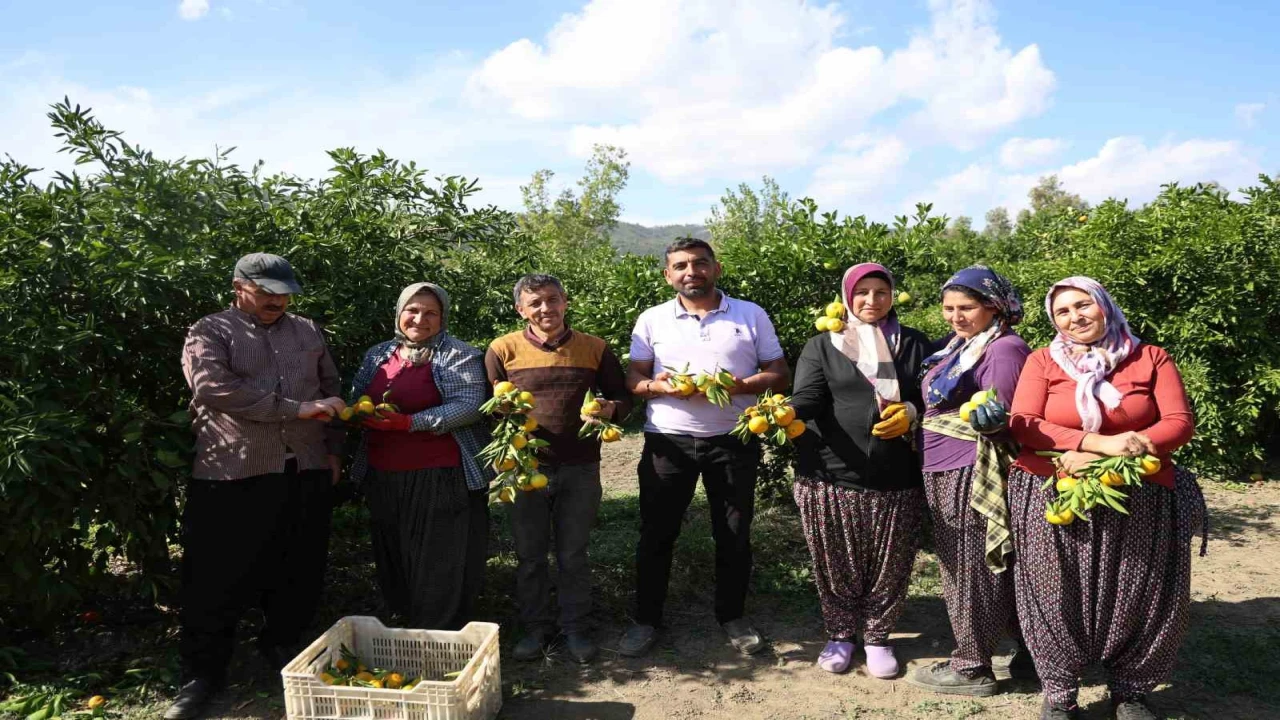 En ucuz meyve: Mandalina bahçede 8 TLye kadar düştü