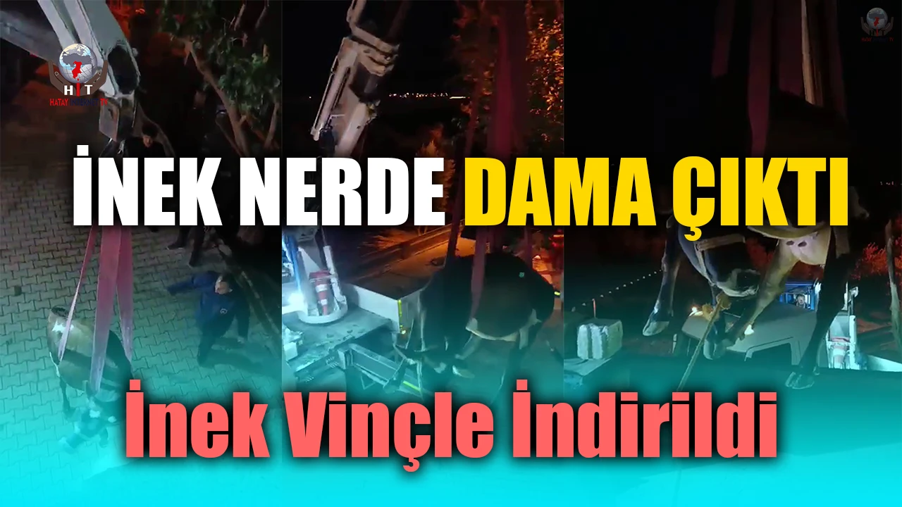 Evin damında mahsur kalan inek vinçle kurtarıldı