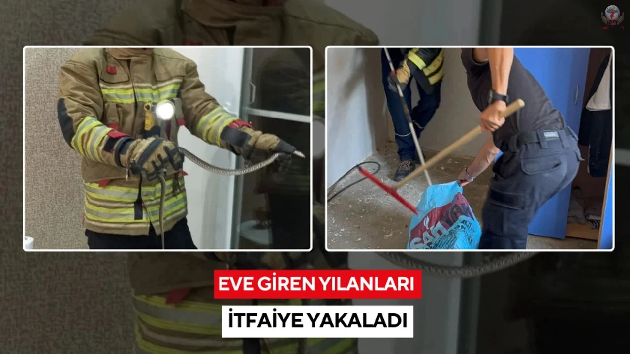 Hatayda eve giren 2 yılanı itfaiye yakaladı
