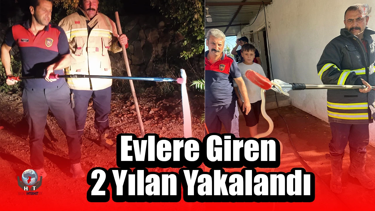 Hatayda evlere giren 2 yılan yakalandı
