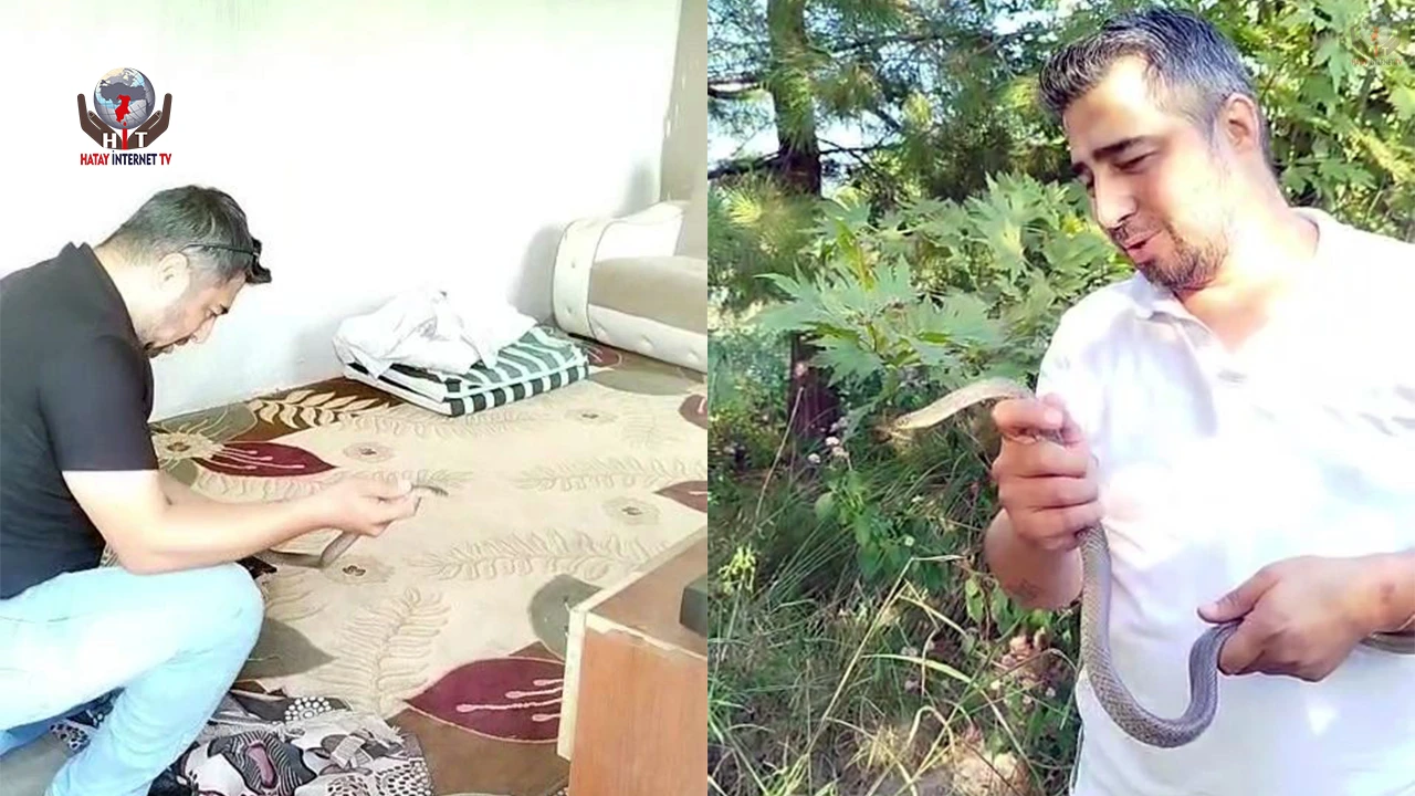 İnsanlar korkularından konteynere giremezken o elleriyle 1 metrelik yılanı yakaladı