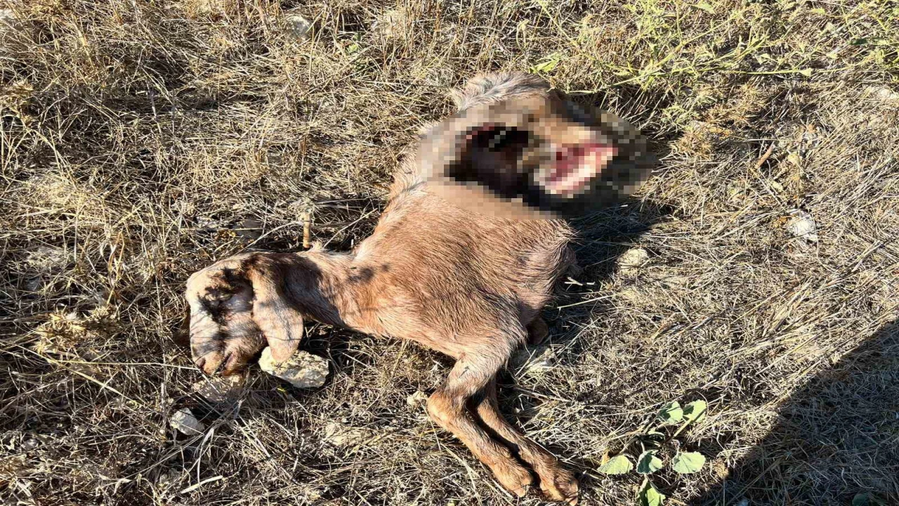 İstanbula bir günlüğüne iş seyahatine gitti, döndüğüne keçilerini parçalanmış halde buldu