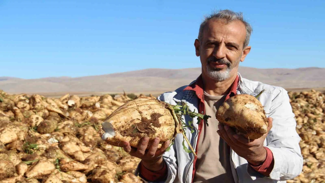 Kahramanmaraşta şeker pancarı sökümü başladı