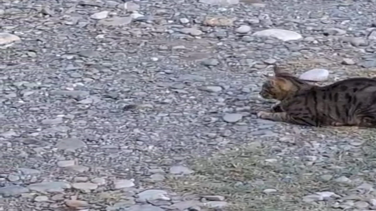 Kedi fareyle top gibi oynadı