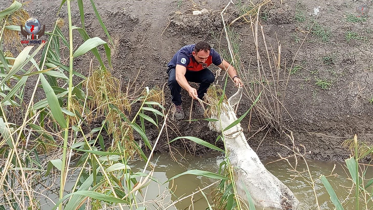 Kırıkhan’da sulama kanalına düşen eşeği itfaiye kurtardı