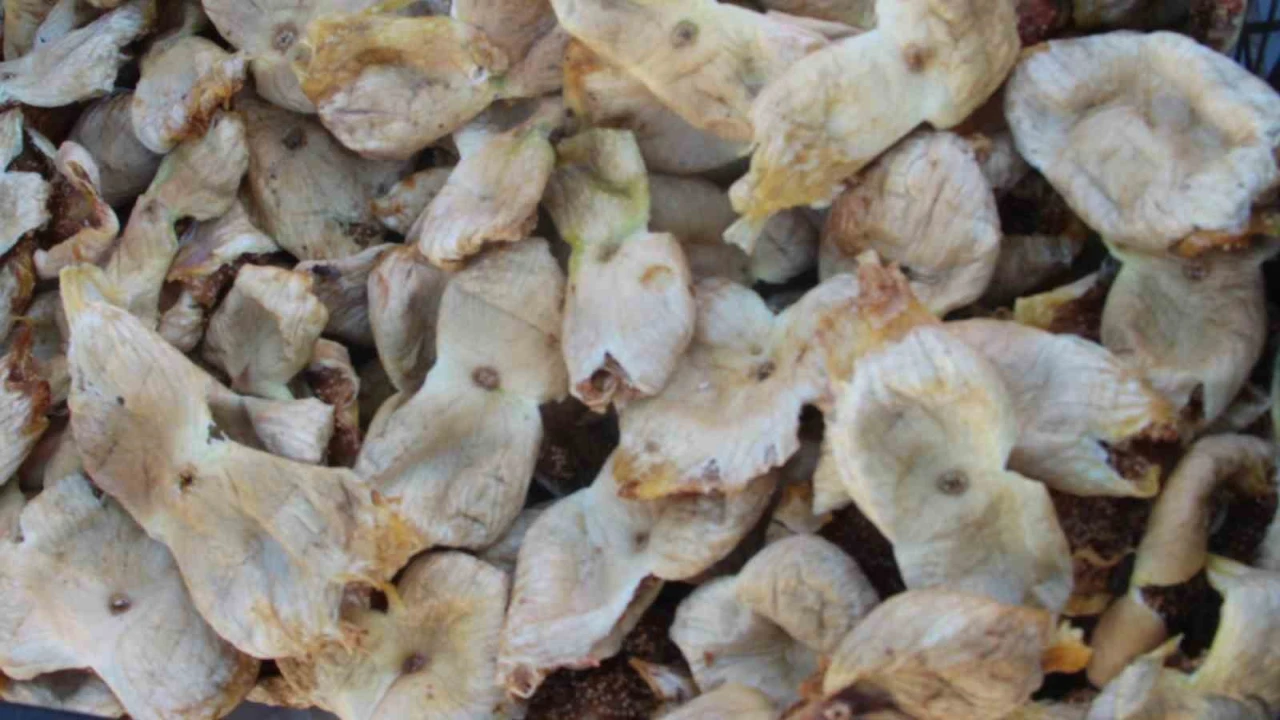 Mersinde incir sezonu sona erdi, üreticisinin yüzü güldü