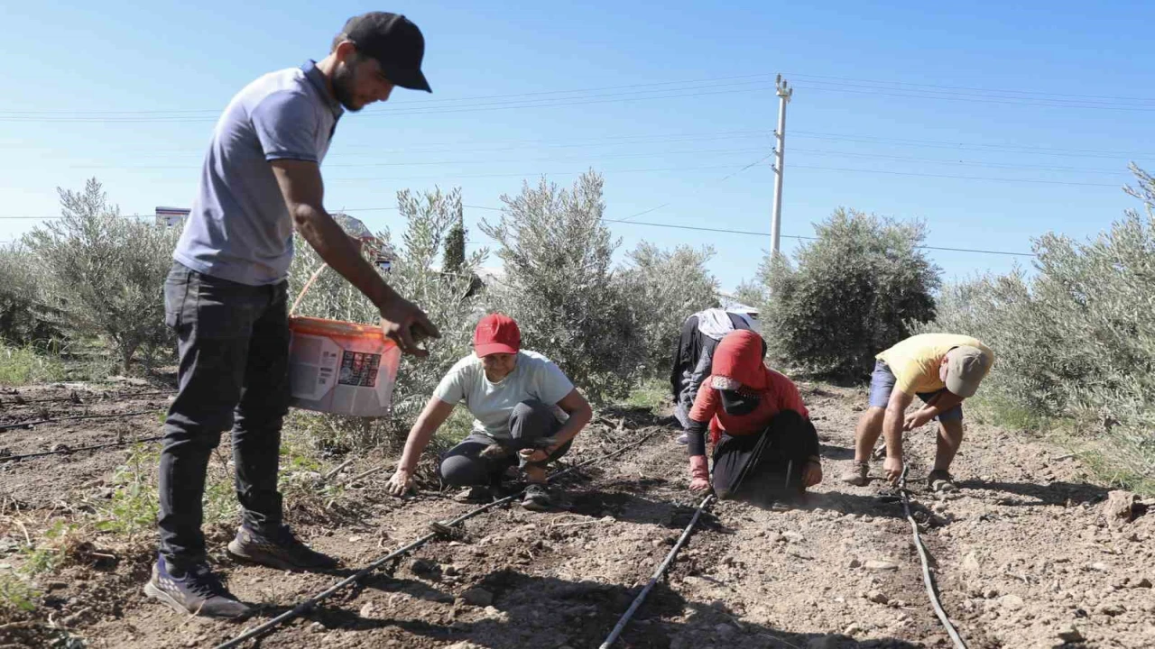 Mersinde üreticiye ilk kez enginar yumrusu desteği verildi
