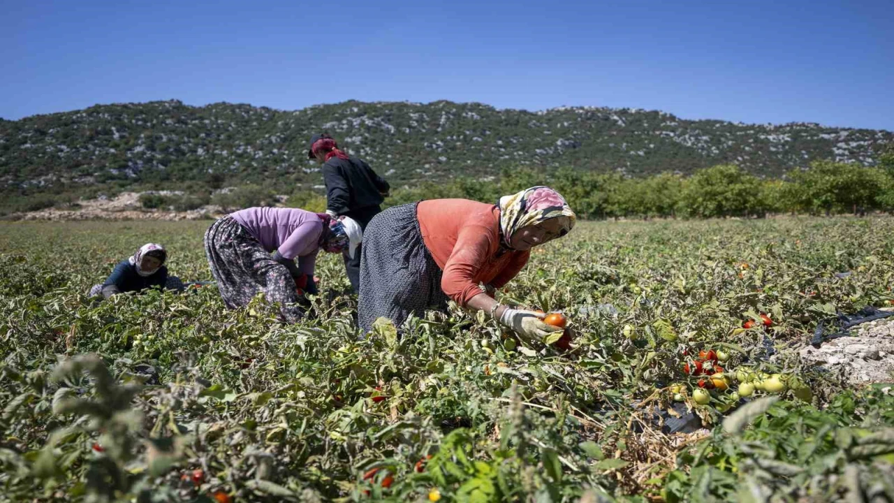 Mersinde üreticiye yüzde 70 hibeli domates fidesi desteği