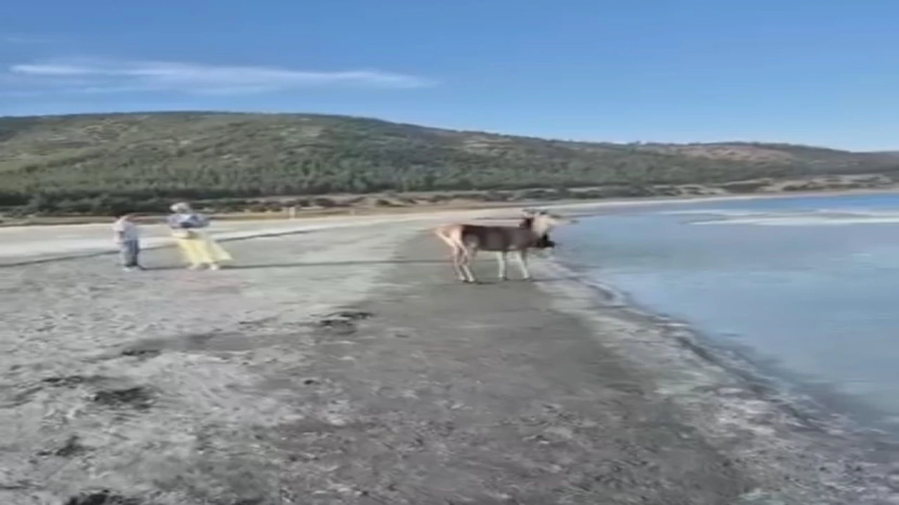 Salda Gölünün maskot geyiği, vatandaşlarla keyifli anlar yaşadı