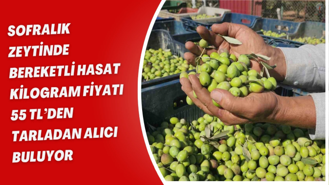 Sofralık zeytinde bereketli hasat, kilogram fiyatı 55 TLden tarladan alıcı buluyor