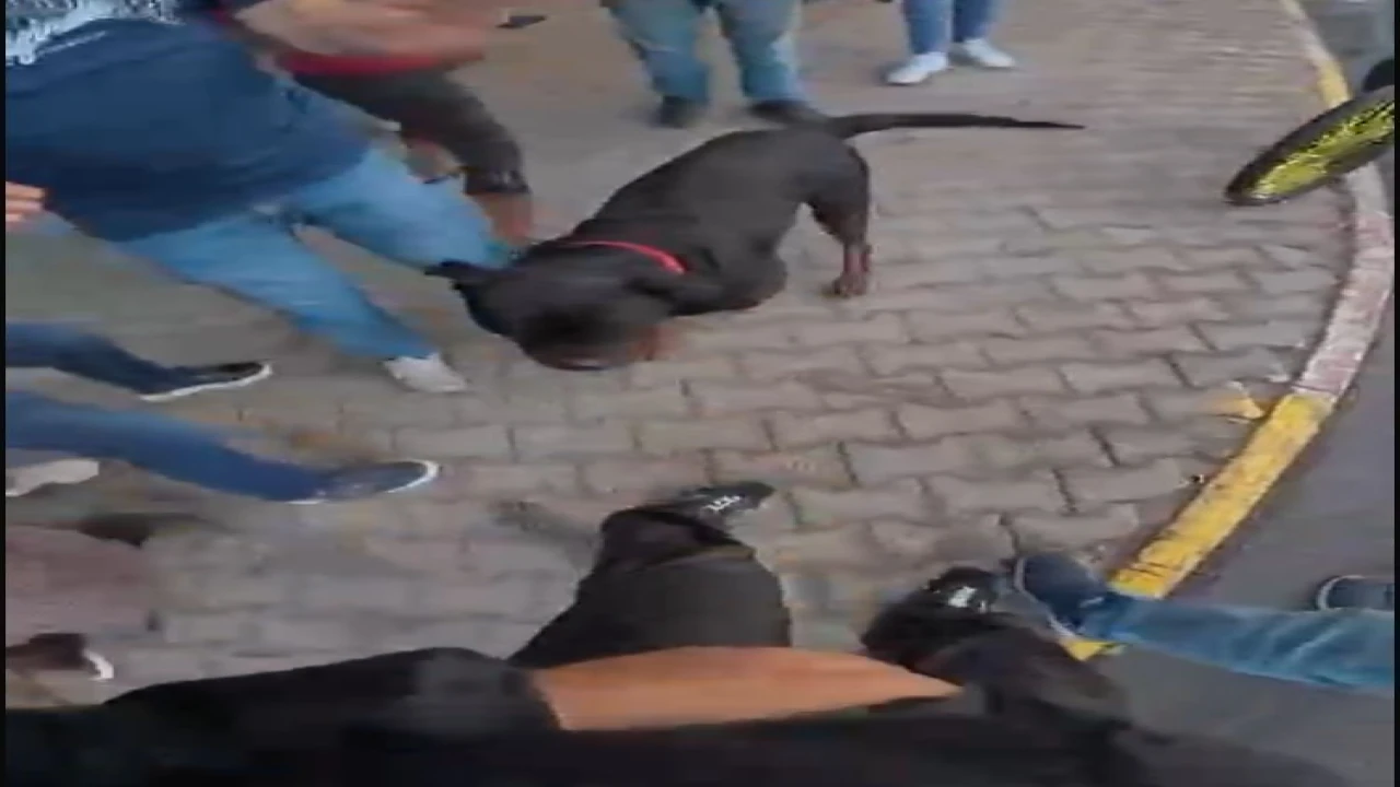 Sokakta ağızlıksız gezdirilen Rottweiler cinsi köpek dehşet saçtı... O anlar kamerada