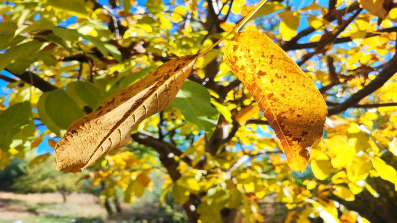 Sonbaharda ağaçlarda renk cümbüşü