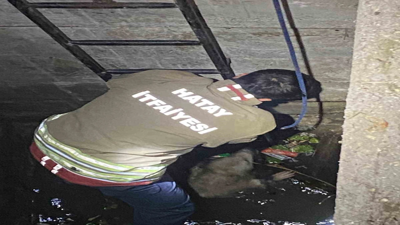 Su dolu kuyuya düşen 2 köpeği itfaiye kurtardı