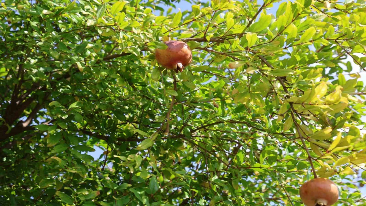 Tescilli Kuytucak narında hasat başladı