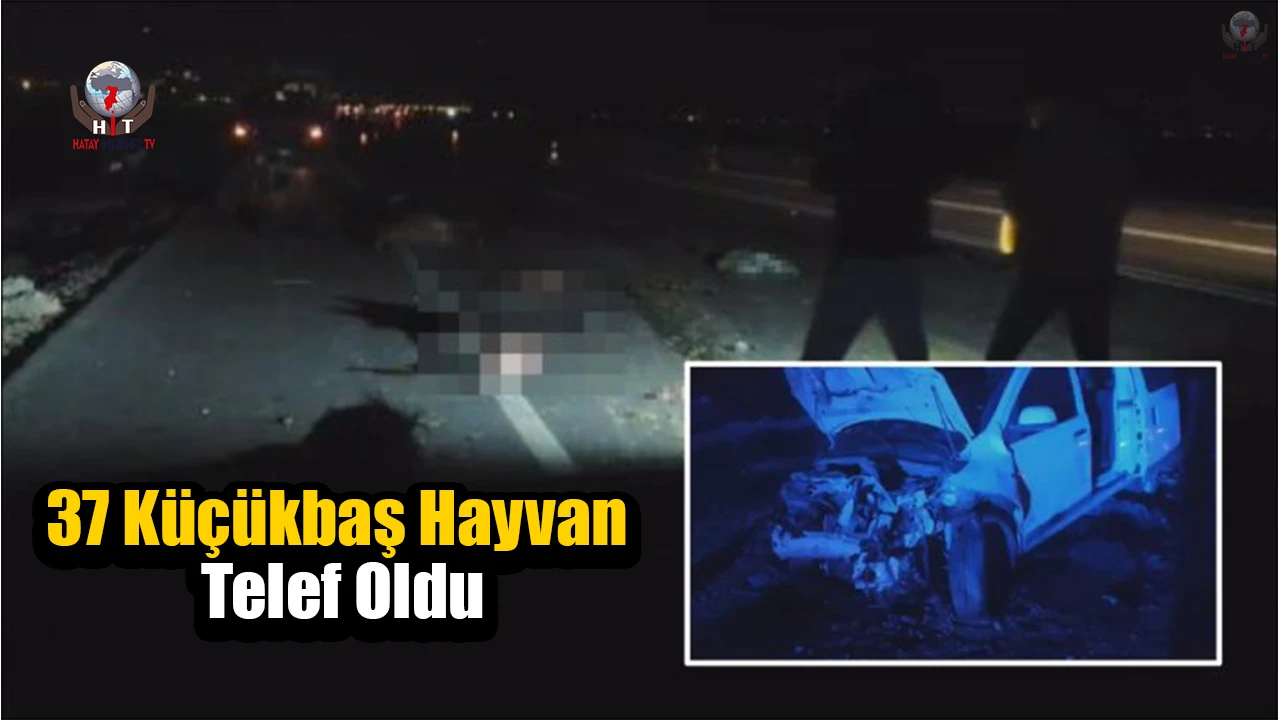 Tır ve hafif ticari araç sürüye daldı: 37 küçükbaş hayvan telef oldu