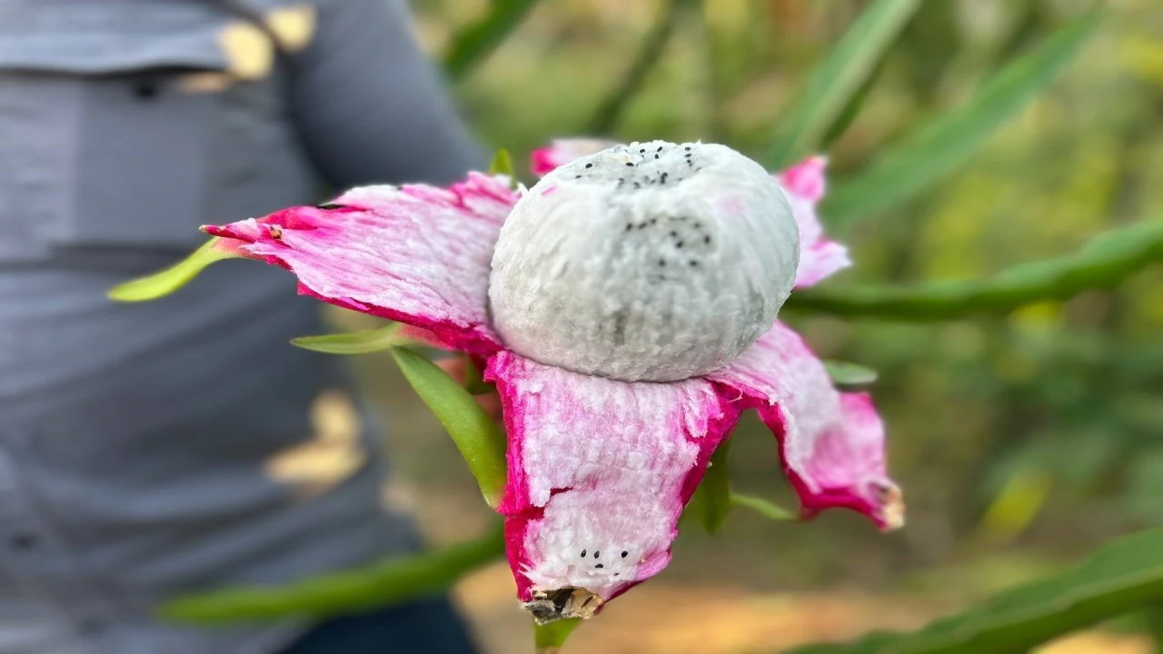 Türkiyenin tarım merkezinde ejder meyvesi hasadı başladı, kilosu 180 TLden alıcı buluyor