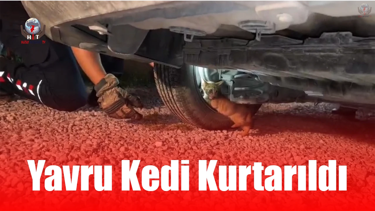 Üşüyerek aracın motoruna giren yavru kedi, kurtarıldı