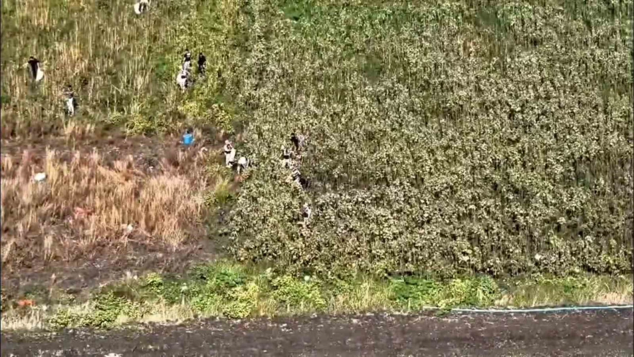 Uyuşturucu tarlasında bin 876 kök kenevir ele geçirildi: 3 tutuklama