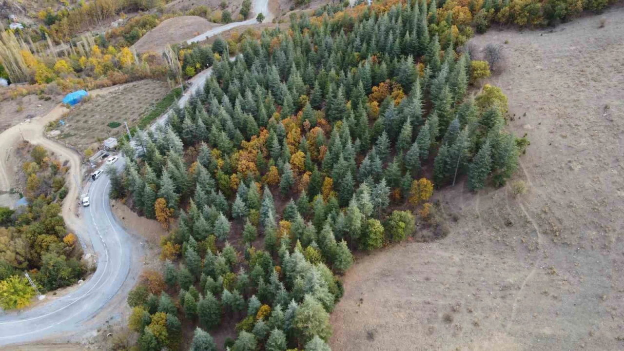 Adanada 37 yıl önce köylülerin diktiği fidanlar ormana dönüştü