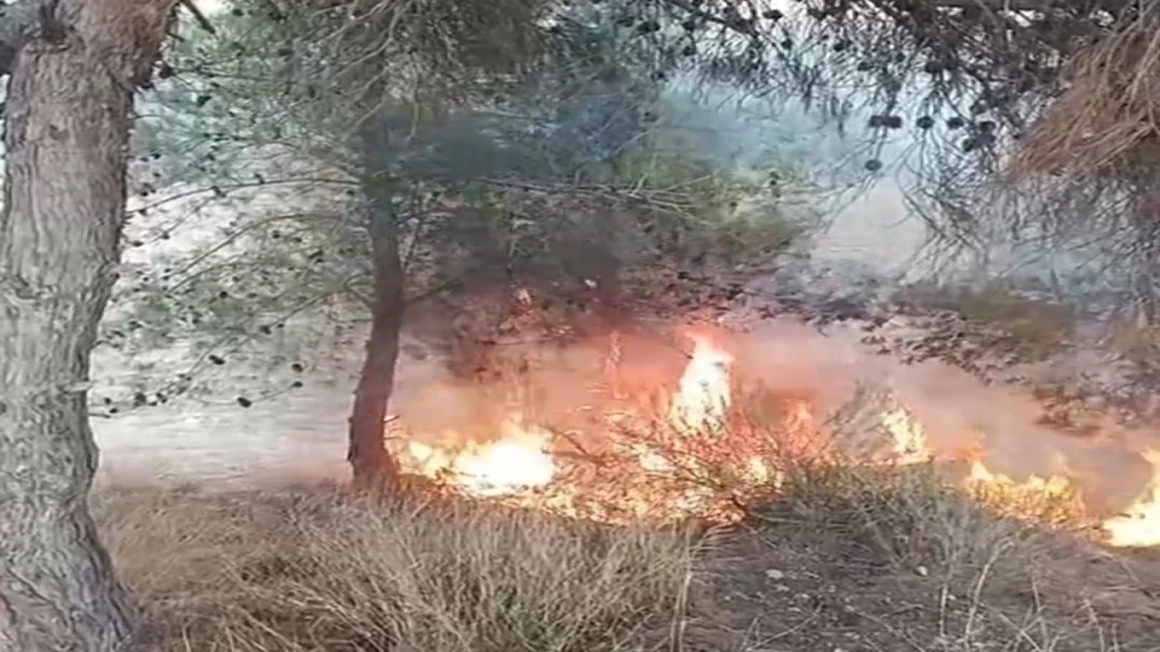 Adanada bir çocuğun çıkardığı öne sürülen yangında 100 zeytin ağacı yandı