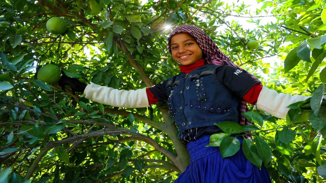 Adanada portakal hasadı başladı, 360 bin ton rekolte bekleniyor