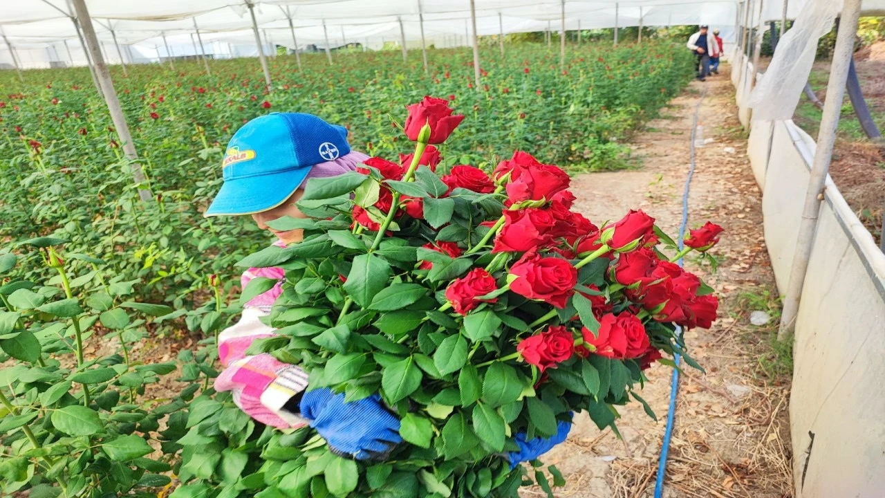 Adanada seralarda gül hasadı başladı