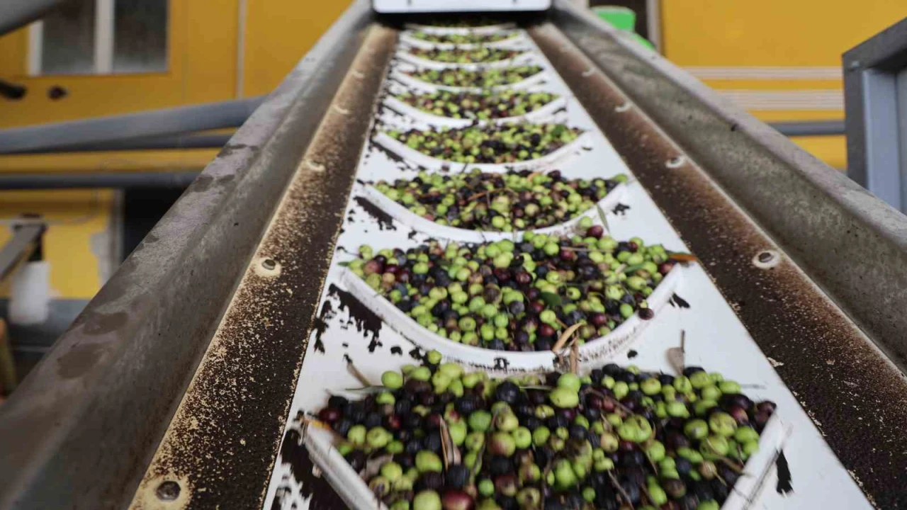 Adanada zeytinin yağ yolculuğu başladı