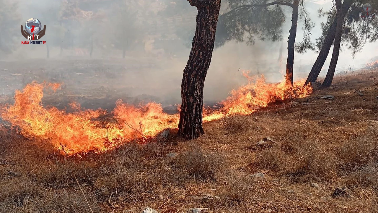 Antakyada orman yangını